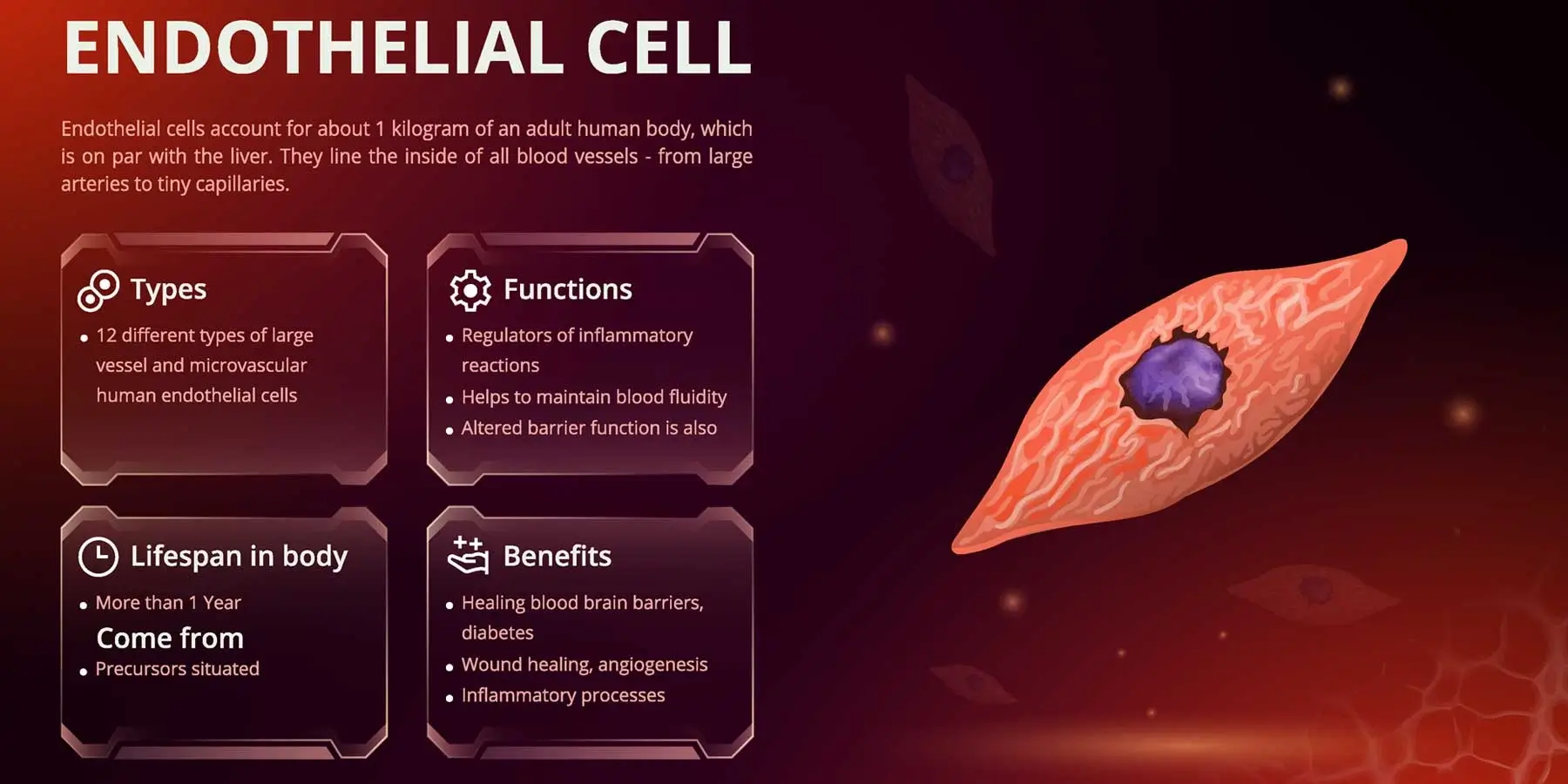 PEMF And Effects On Endothelial Cells For Wound Healing