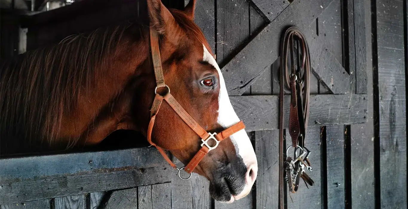 PEMF Therapy for horses | Sentient Element