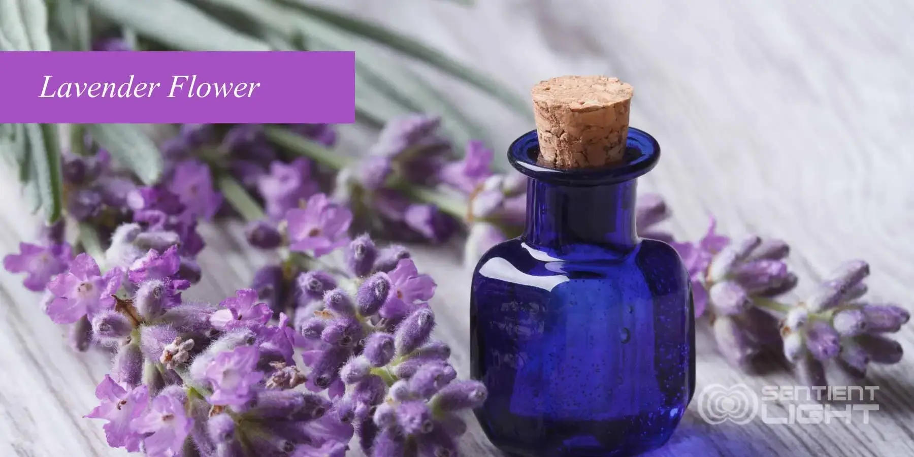 Benefits and Uses of Lavender