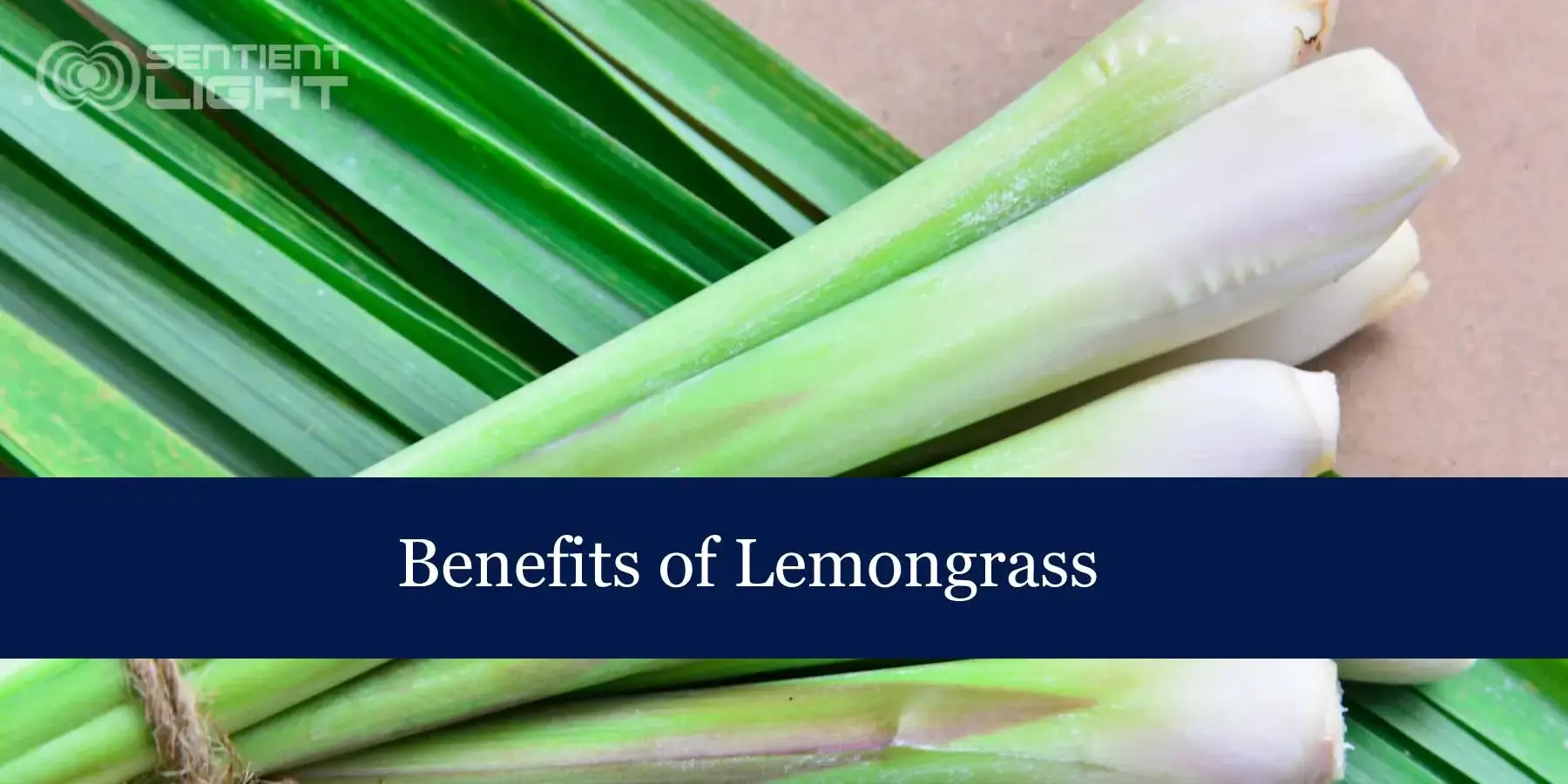 Benefits and Uses of Lemongrass