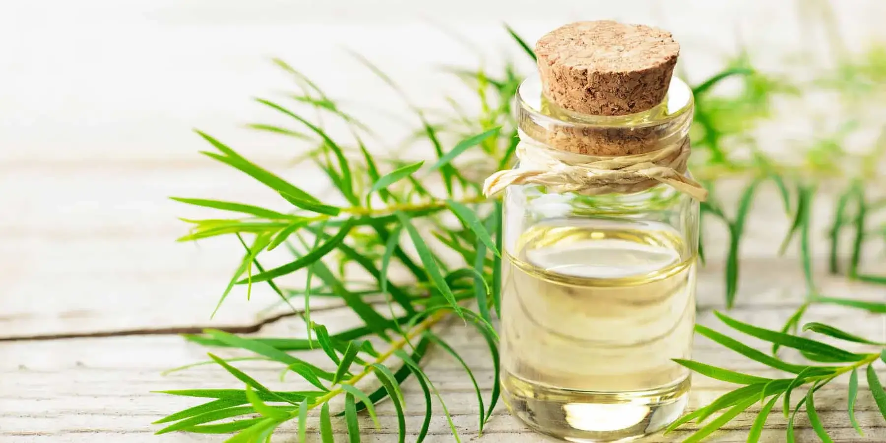 Uses and Benefits of Tea Tree Oil